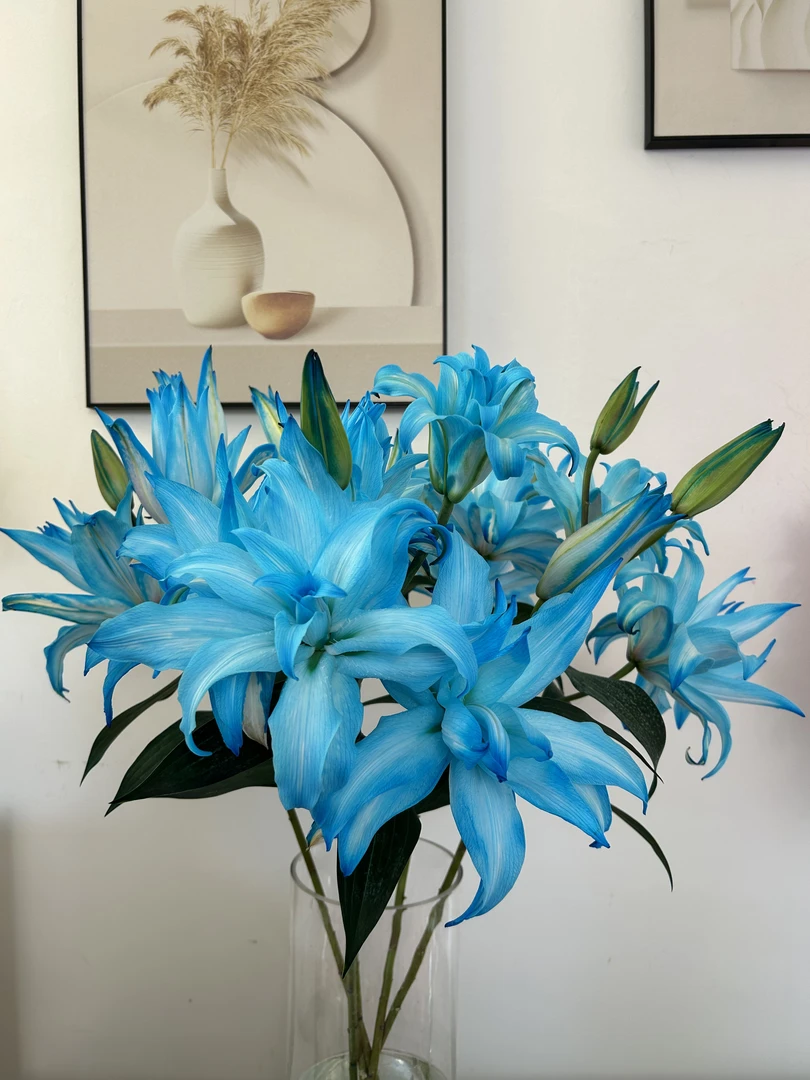 蓝凤凰吸色重瓣百合--【实物以直播间为准】