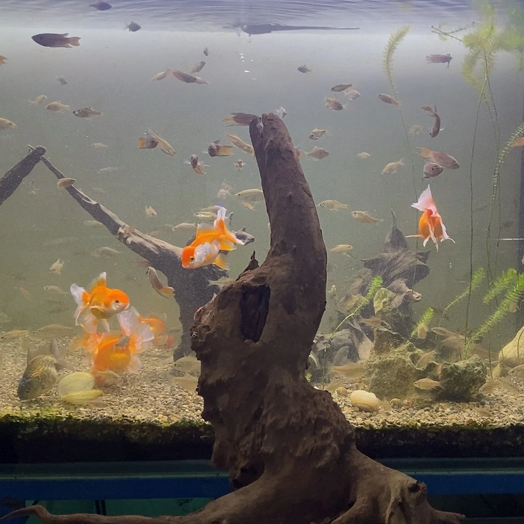 鱼缸造景沉水木尺寸自选
