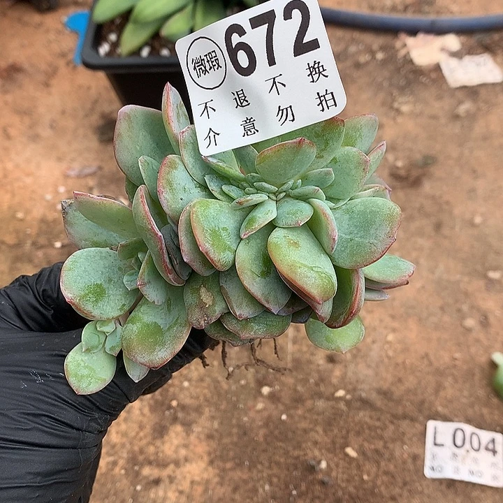 血凤缀化 有侧切 多肉植物，9.28号发