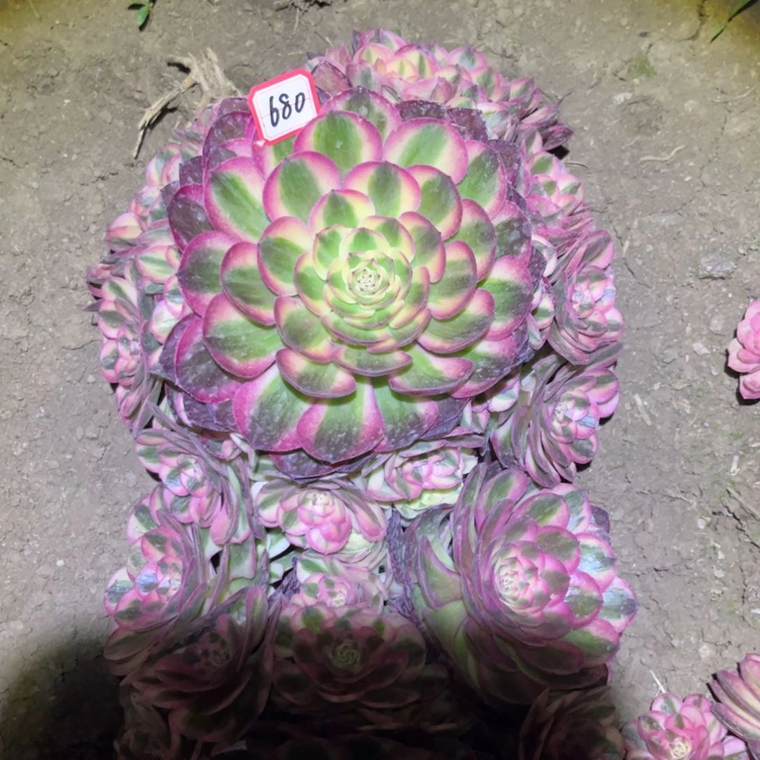 680多肉植物荔枝