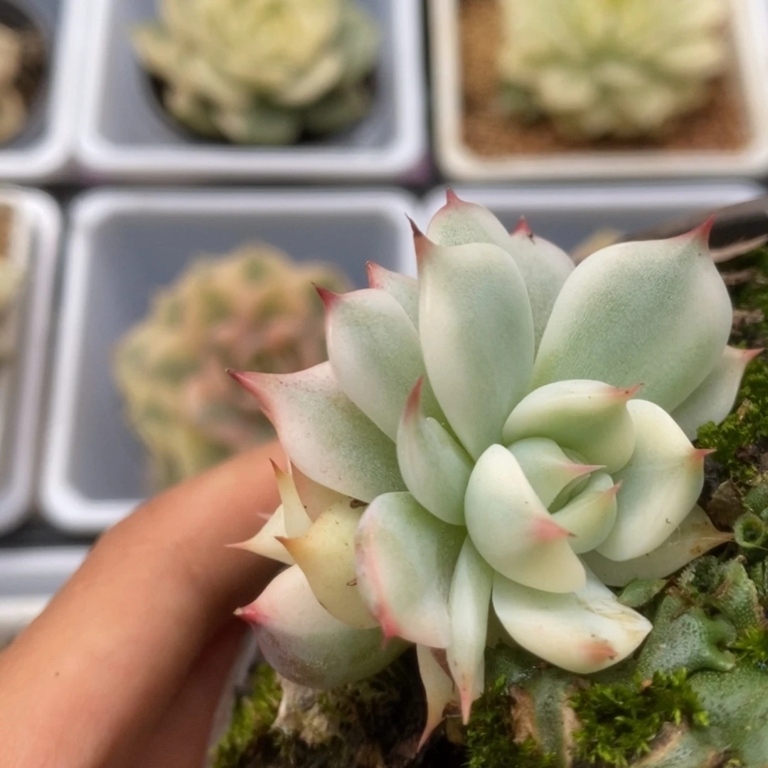 418锦锦锦锦锦锦锦锦