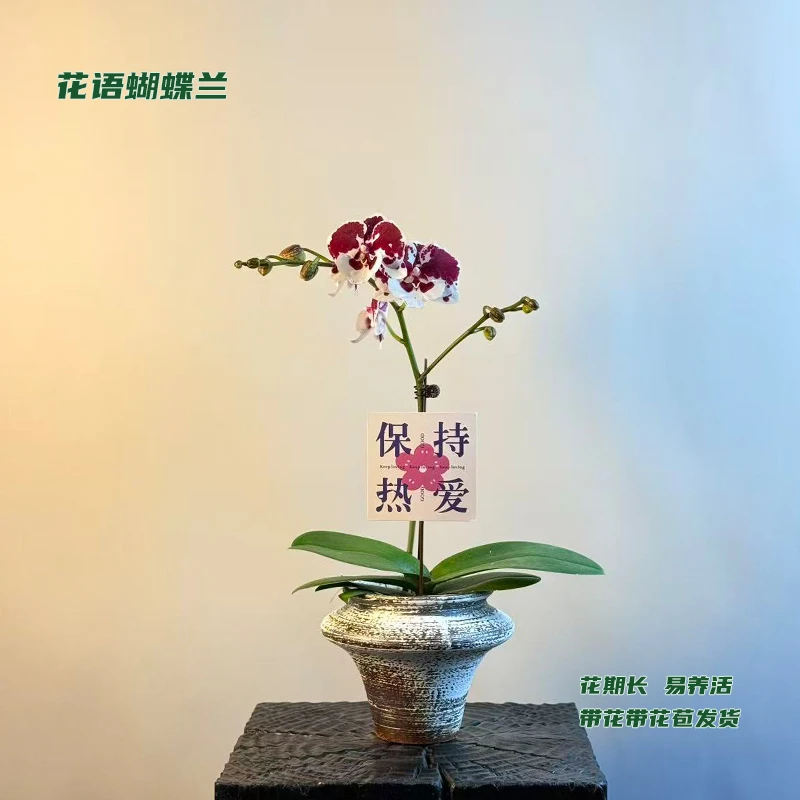 蝴蝶兰【一千零一夜】 带花带花苞发货 室内客厅阳台花卉 好养易活