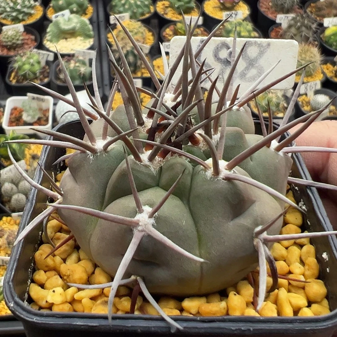 688五十铃守金摩天龙实生