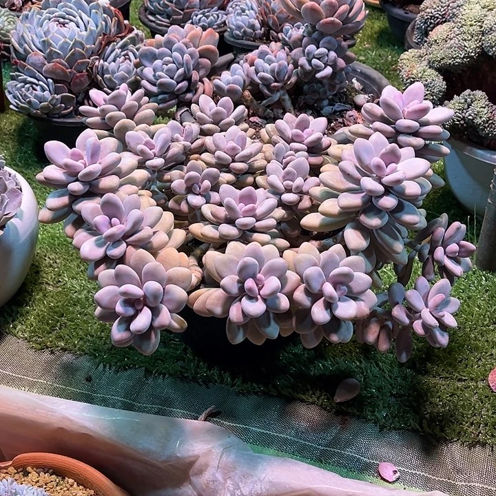 完全开放桃蛋大群，官服35