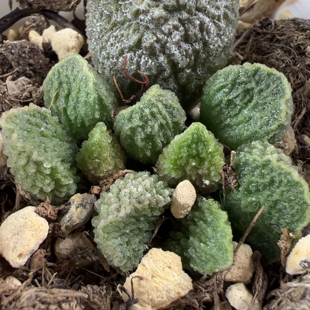 实生新品多肉植物水泡
