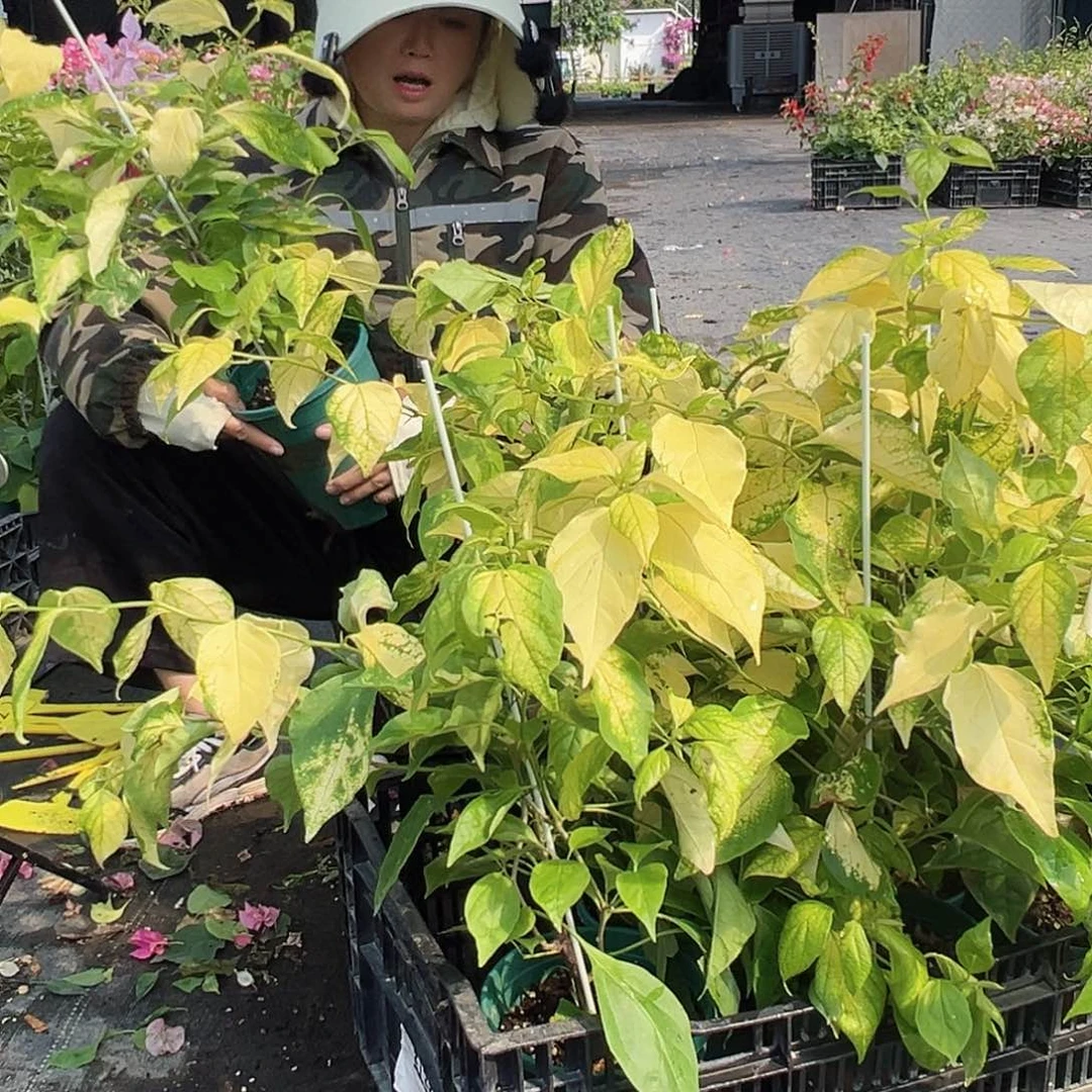 当前无花栽培后可以开花斑红樱一棵