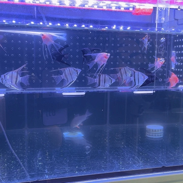 七彩神仙鱼大红袍一组12条