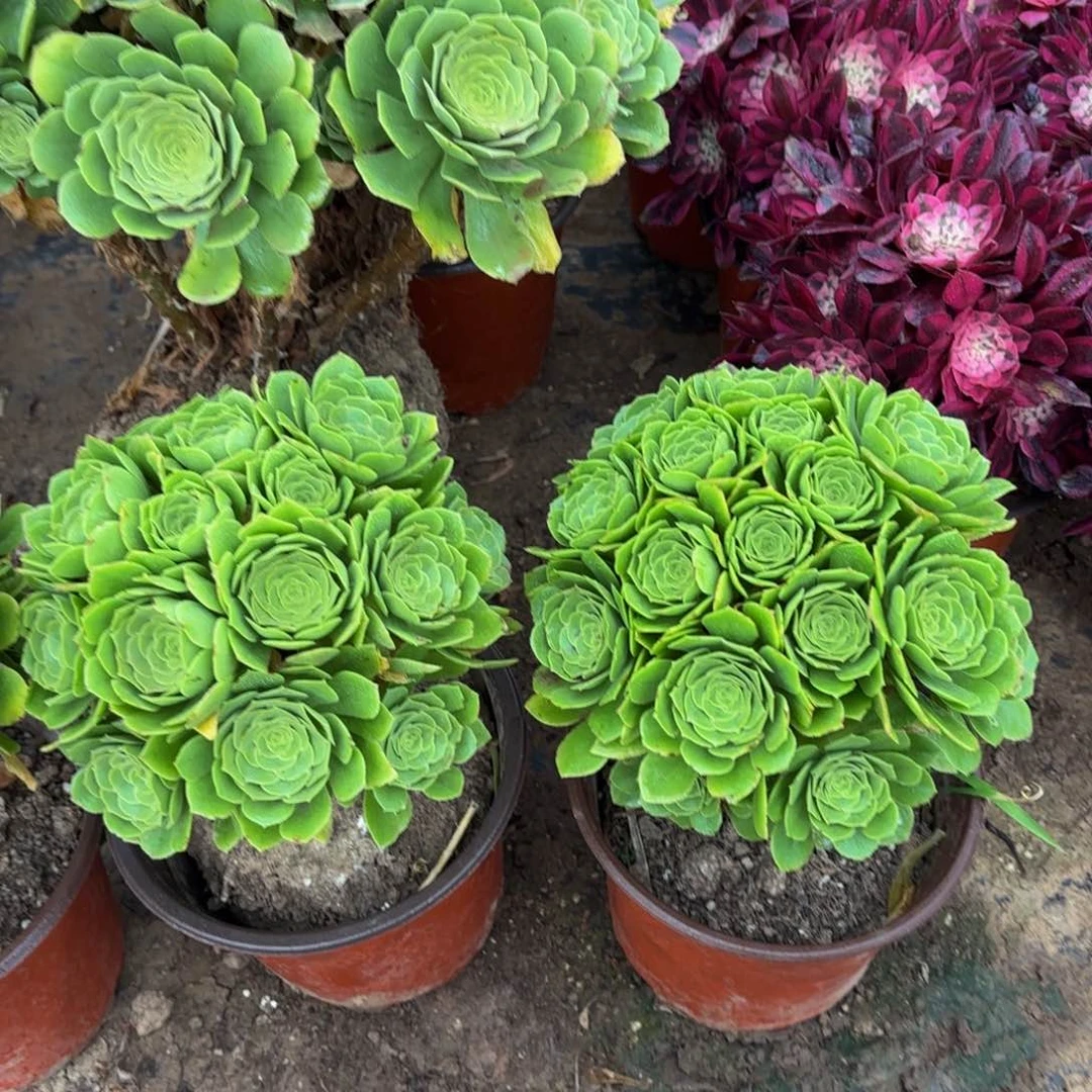 绿玫瑰绣球9.9多肉植物