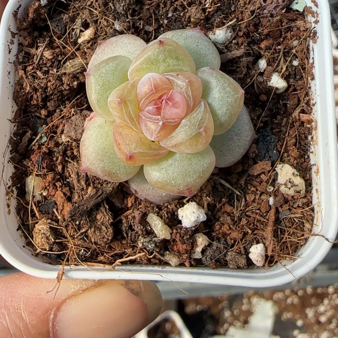 小卡拉米糖心一物一拍