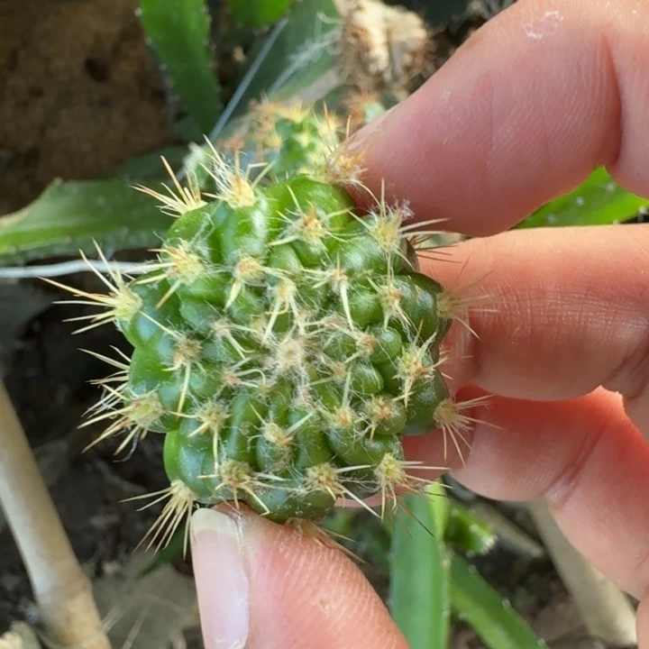 43丽花L33牡丹歪3公分左右无根侧牙小，20包邮