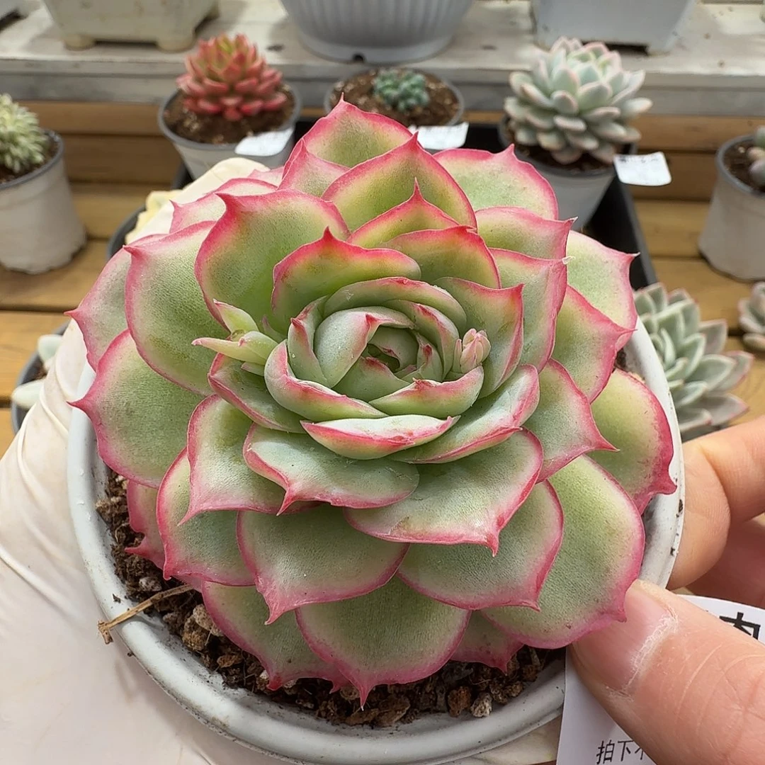 相思玫瑰111225-54