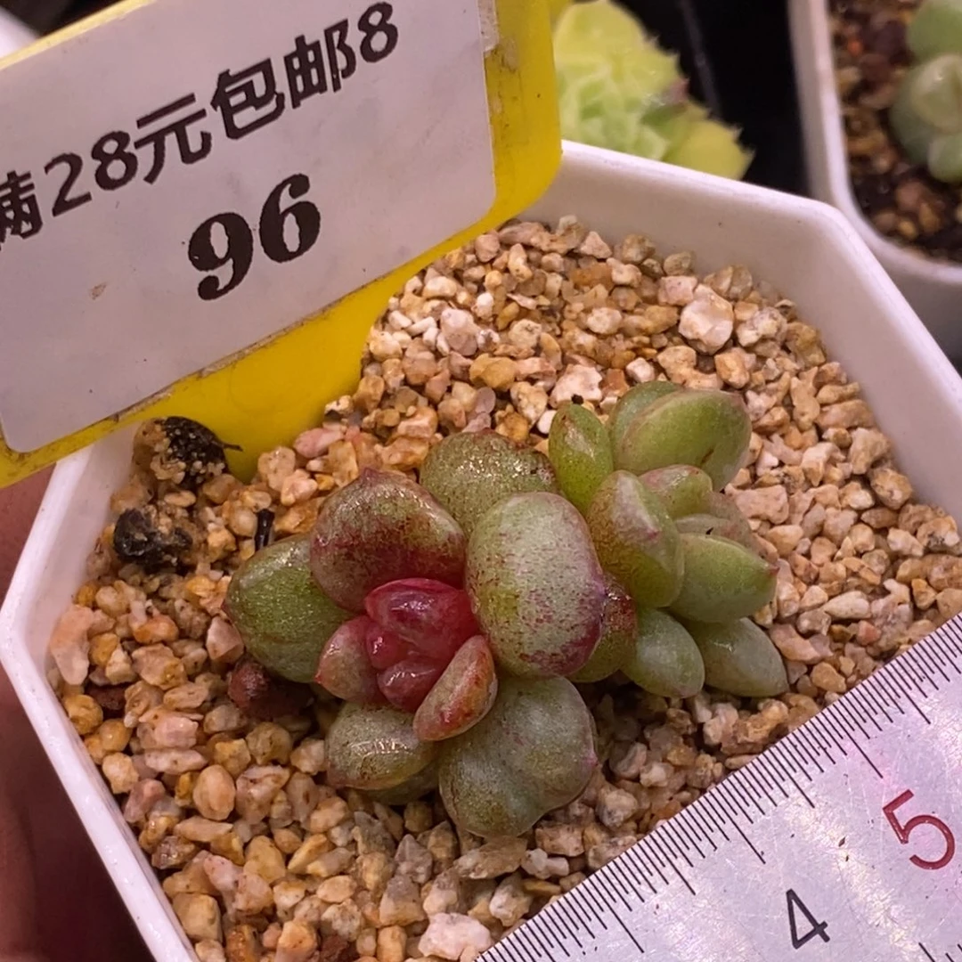 896德国香槟石化拉丝锦