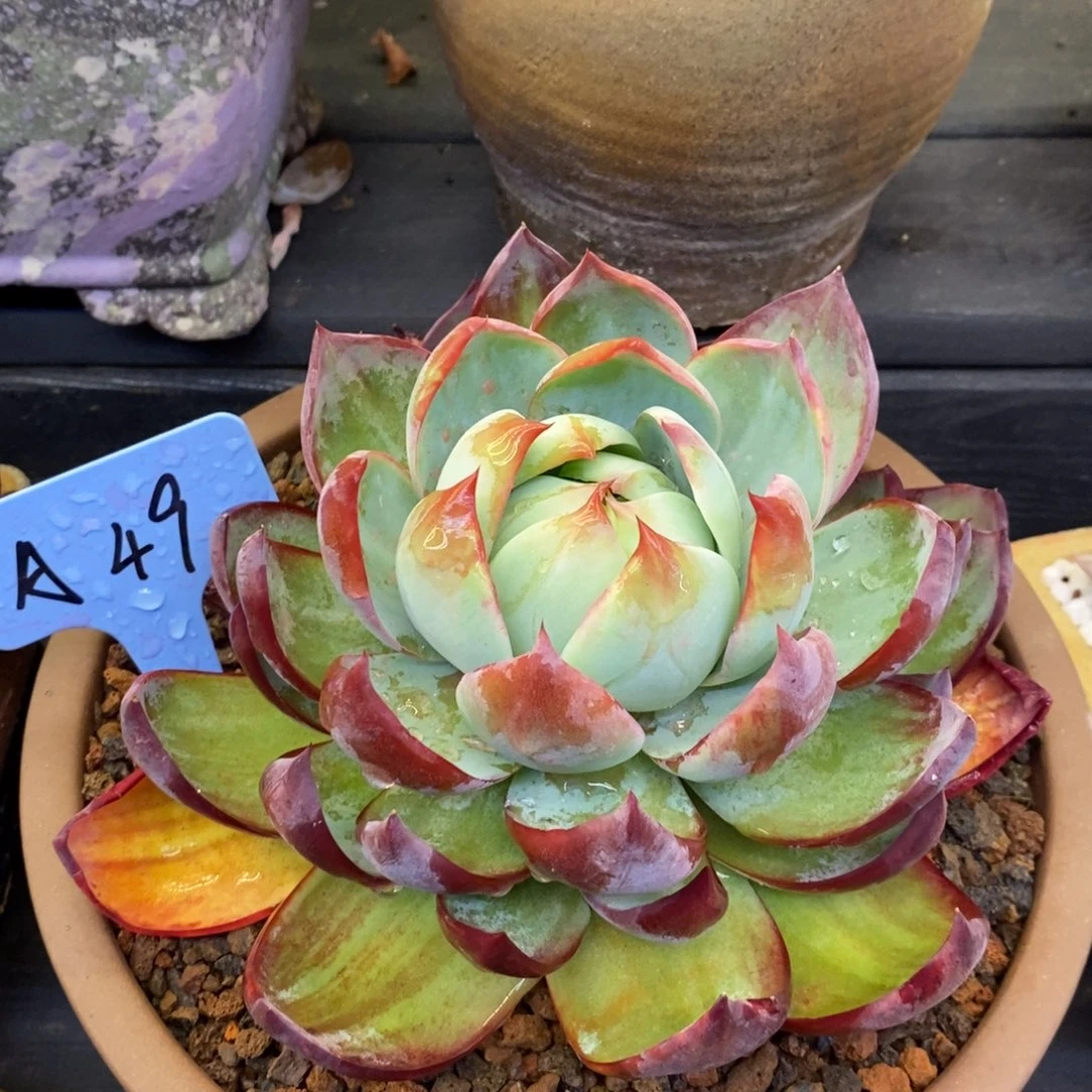 惊鸿仙子多肉植物盆栽