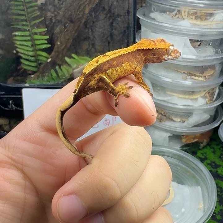 睫角守宫番茄炒蛋