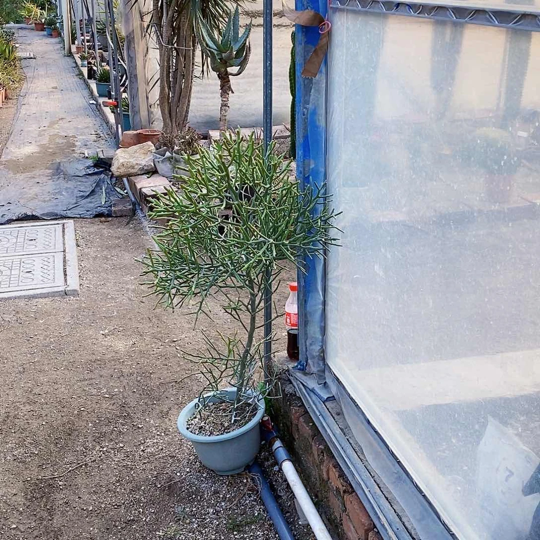 随*珊瑚树一颗8358