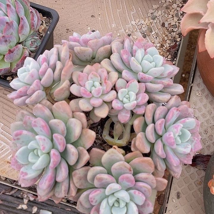 花斑鹿25130多肉植物
