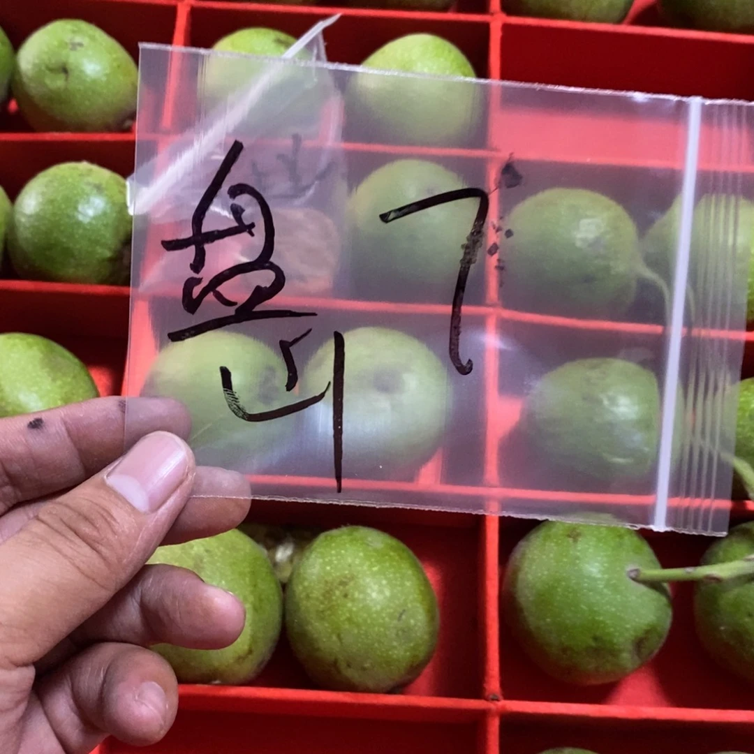 青皮不退不换，看好下单