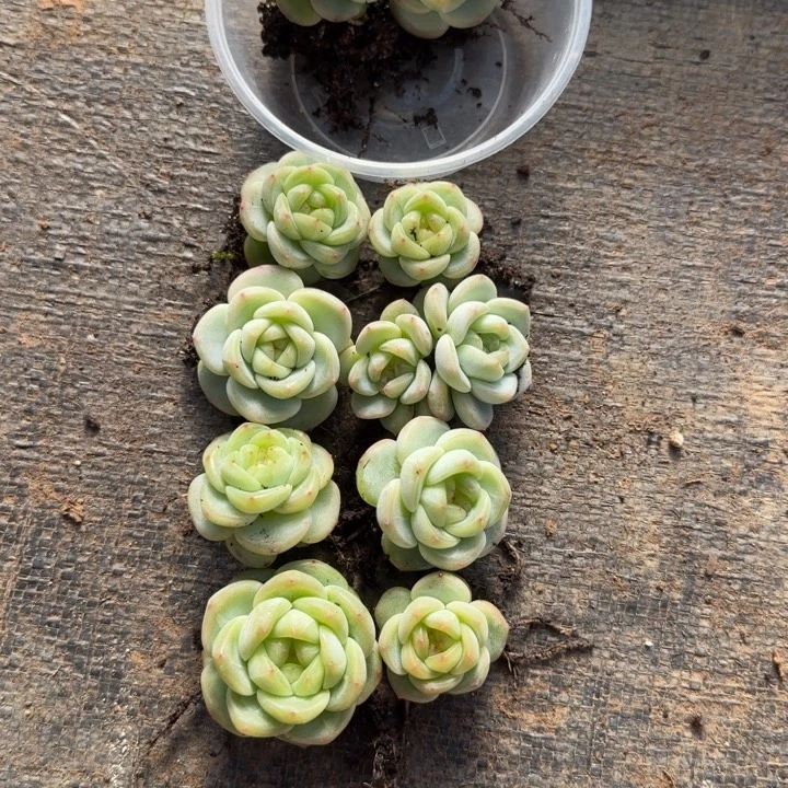 雪***饼134甜心3000饭盒一组