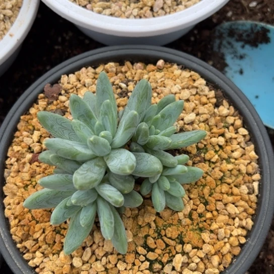 阿蒂斯托 夏鸣园艺