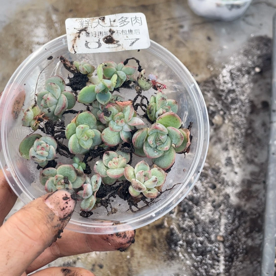 饱***了糕大上多肉植物037