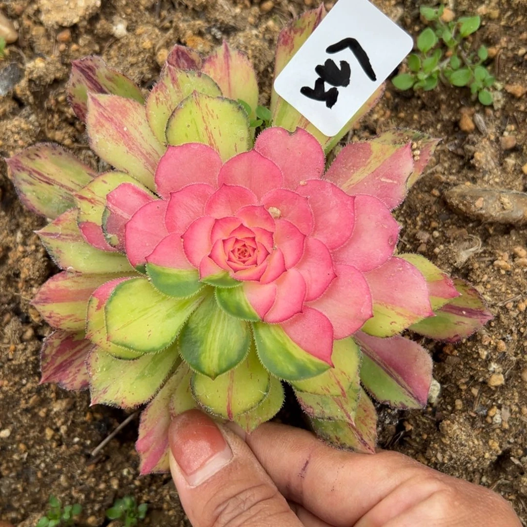 547知否多肉植物