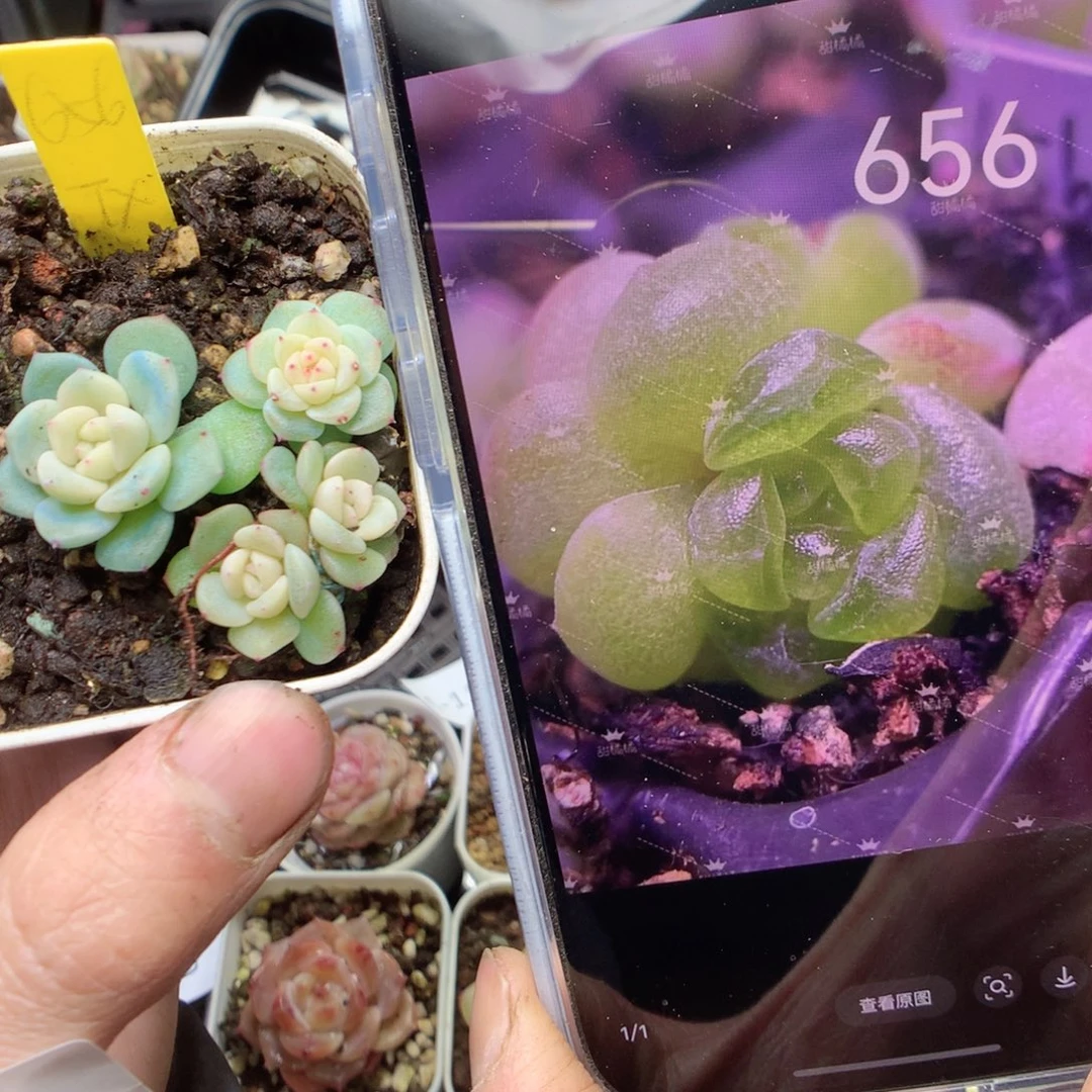 无花朵656。甜心 4颗 9.9元yyy