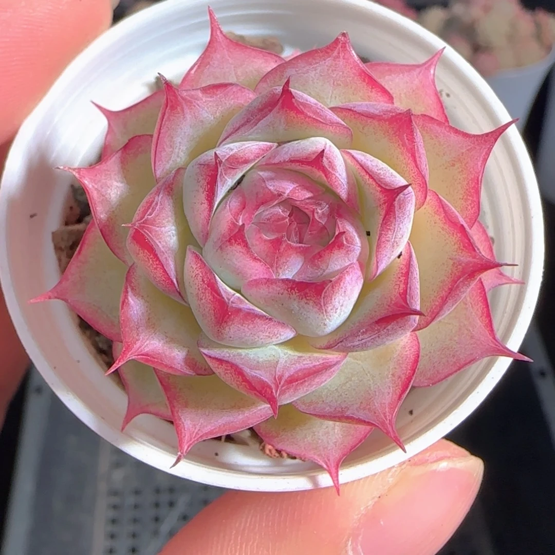 多肉0101-90女王玫瑰