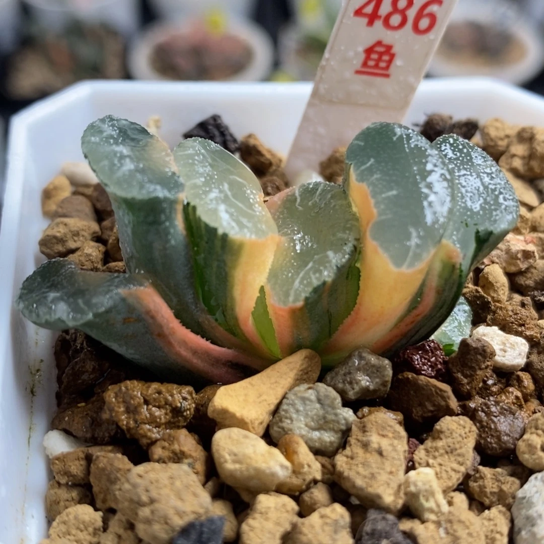 486糊斑大绳玉扇锦
