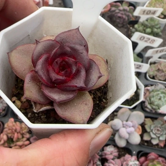 10红玫瑰多肉植物多