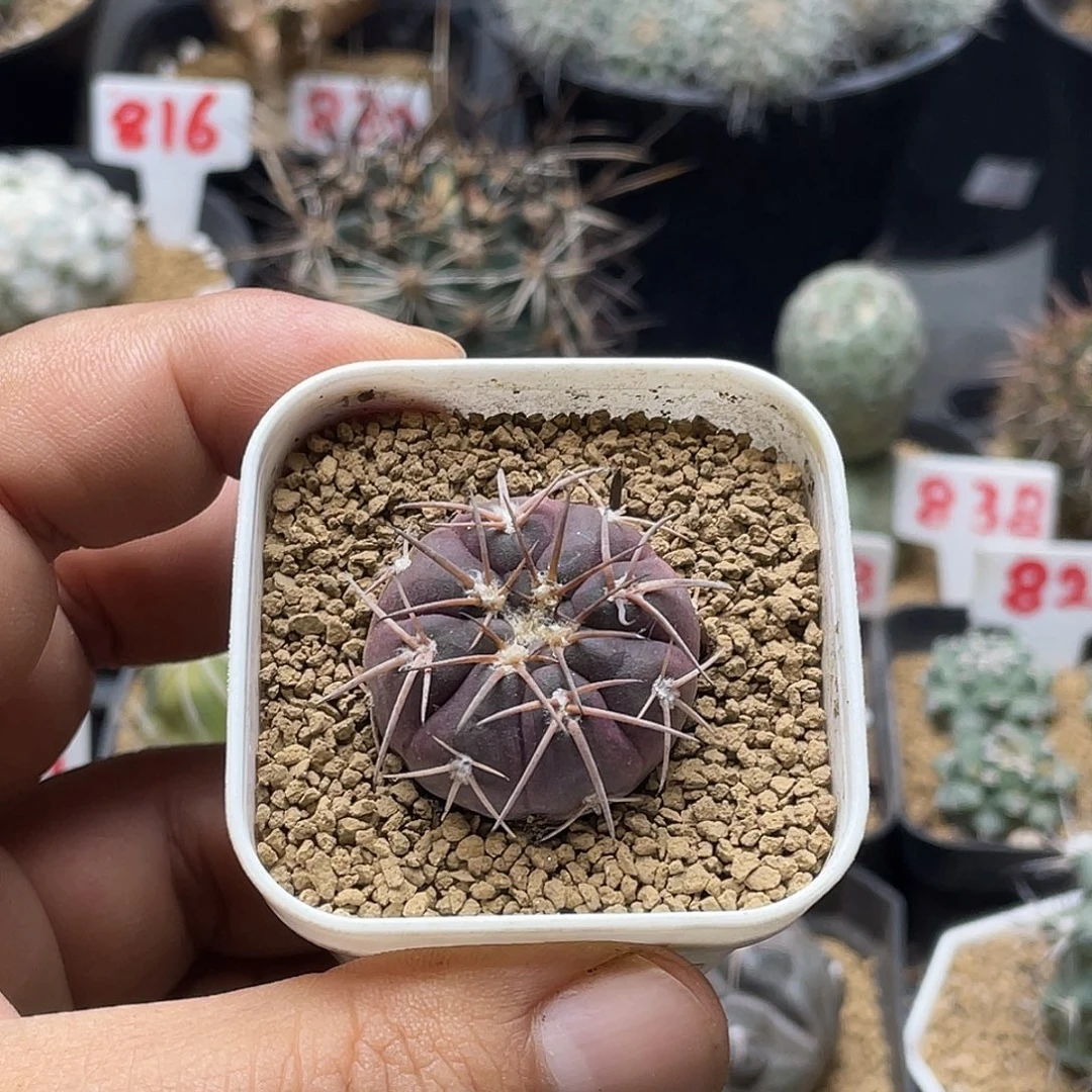 实生紫皮趴刺天平仙人球