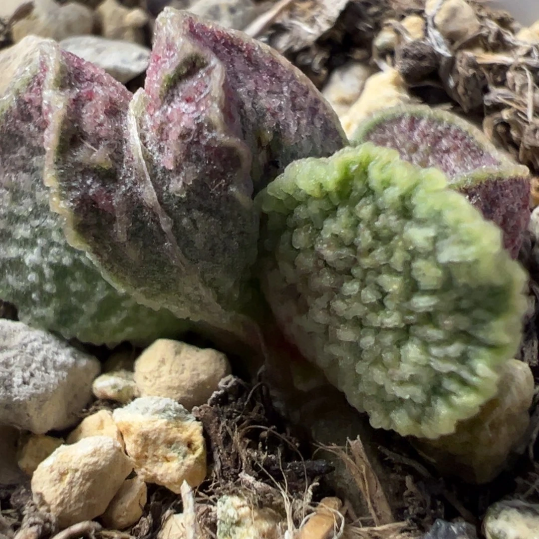 实生新品多肉植物水泡多肉植物