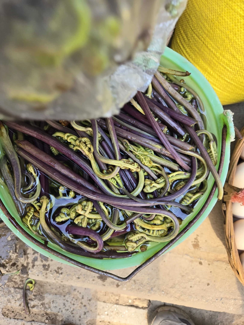 【云南新鲜龙爪菜】有苦味有苦味抽真空临时链接（不包售后）