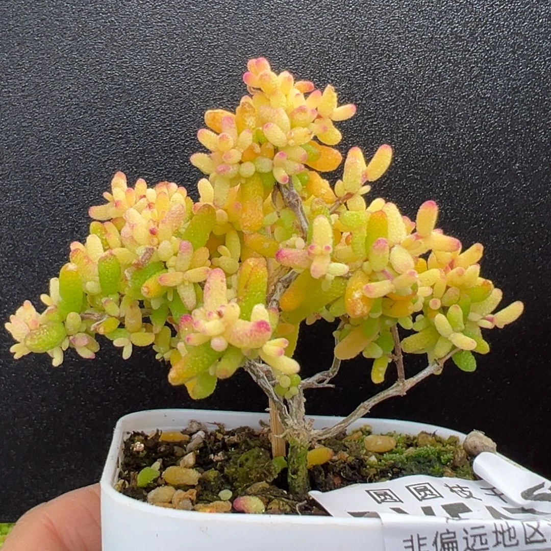 dy5476直杆小树型糖球黄化锦冠幅7cm