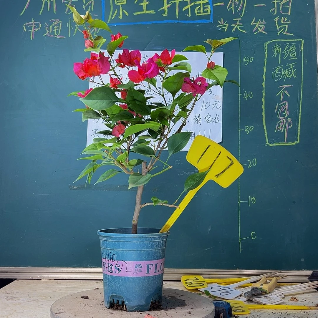 当前无花栽培后可以开花  樱红 117