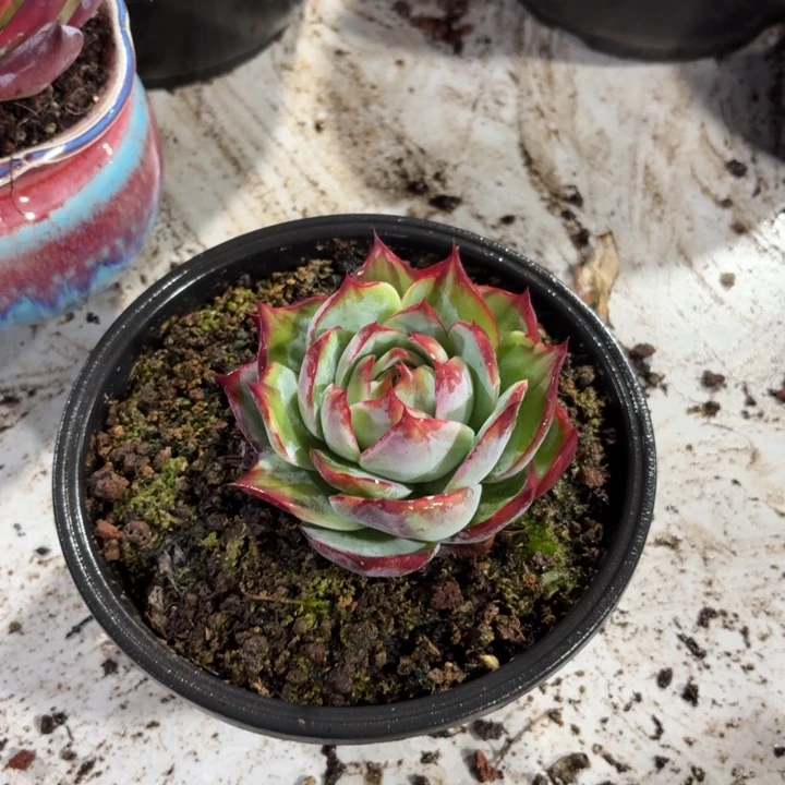 ****光803夫妇开发经费胡吃海喝解放军