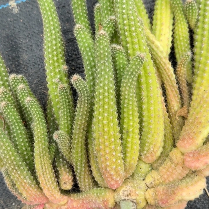 白檀仙人掌群生一群90