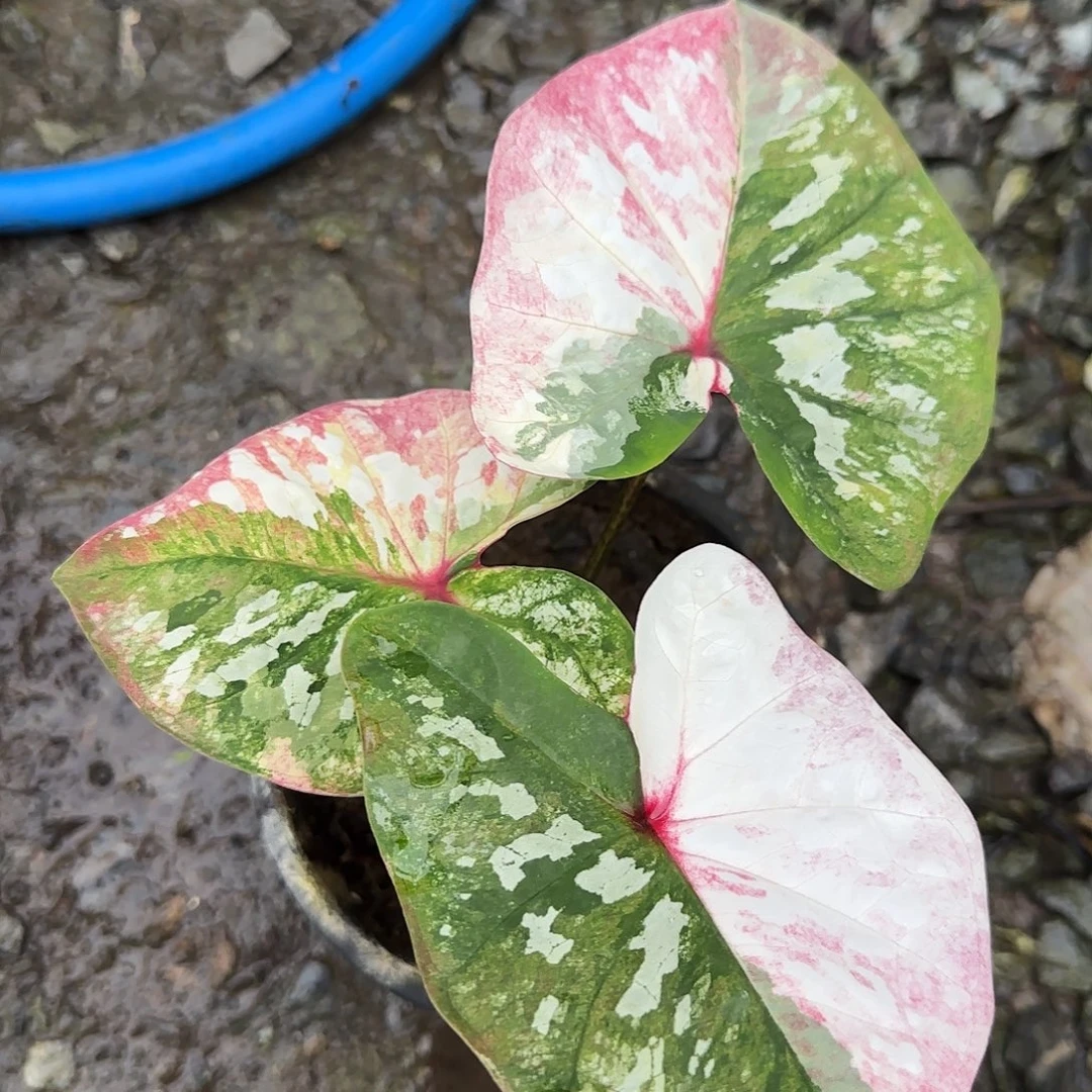 完全开放1000Like 脱土发