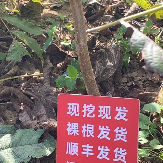 老****吊坠文玩核桃预定京八棱