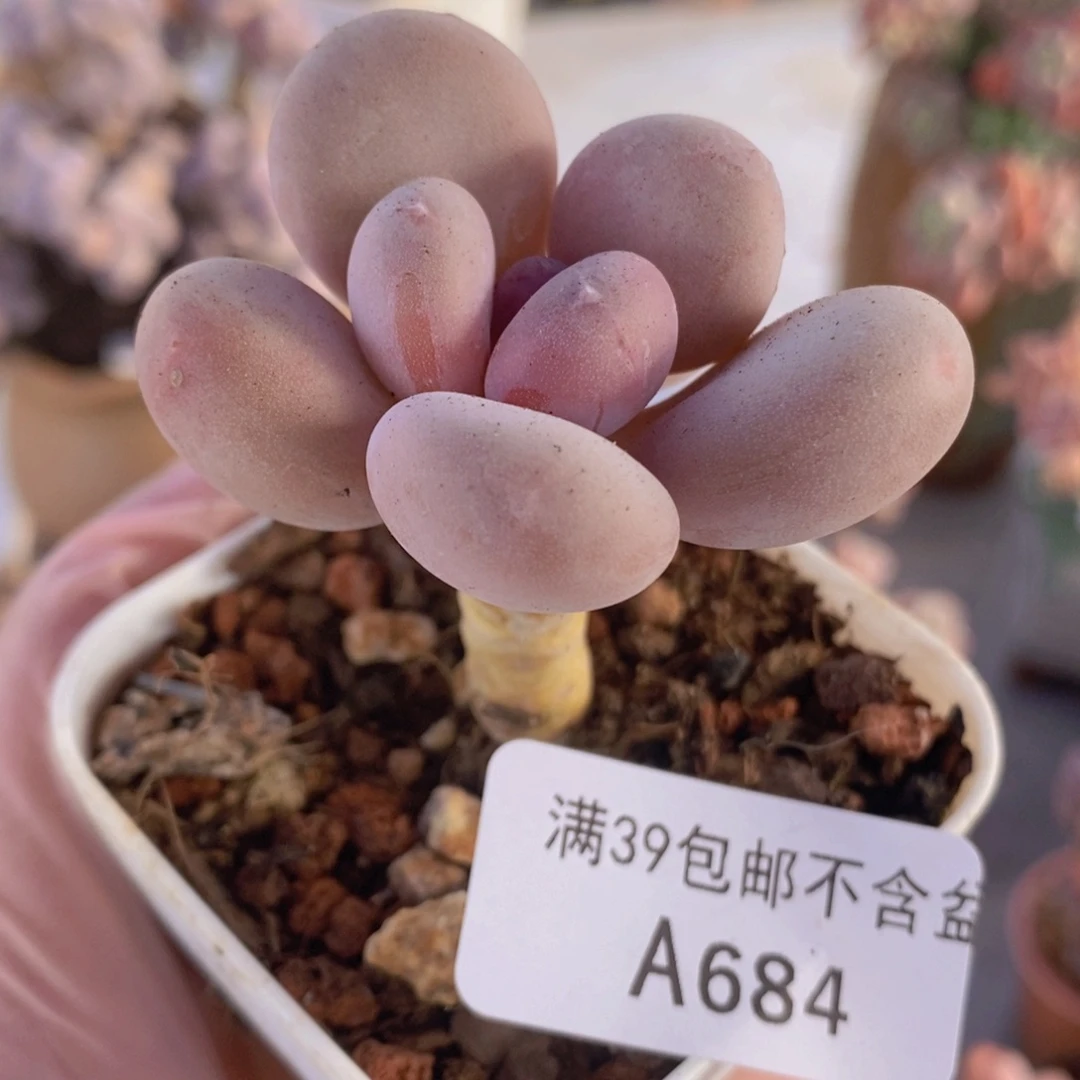 蛋黄奶单头684多肉植物