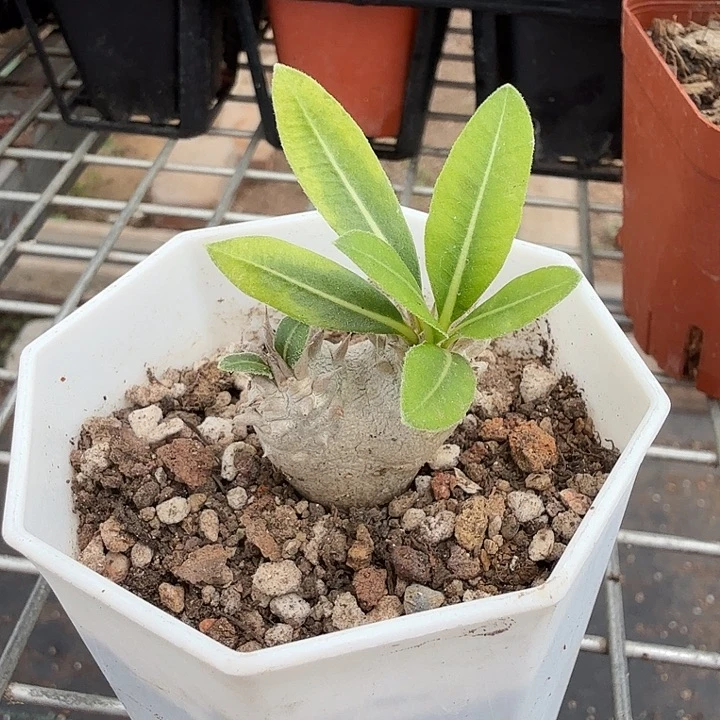 惠比大黑块根2仙人球