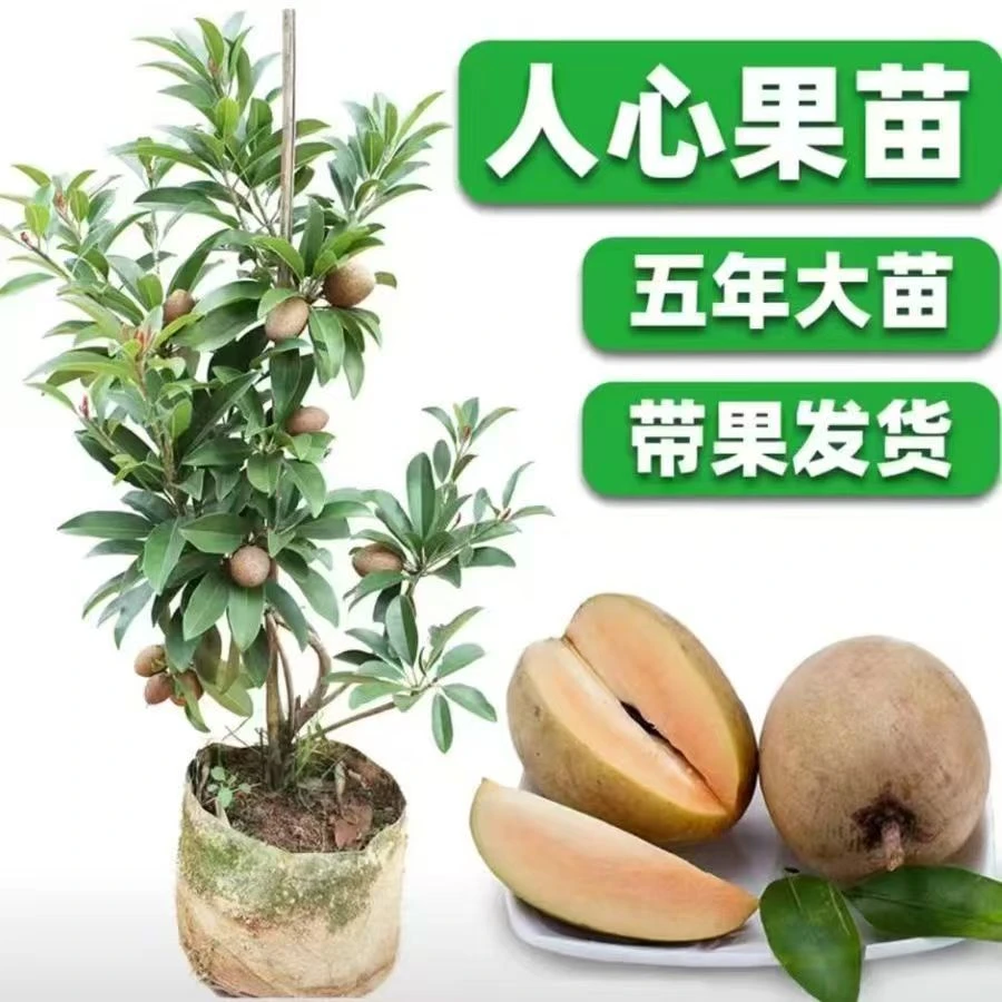 新品种越南人心大果人参果苗南北果树庭院阳台盆栽地栽可四季种植