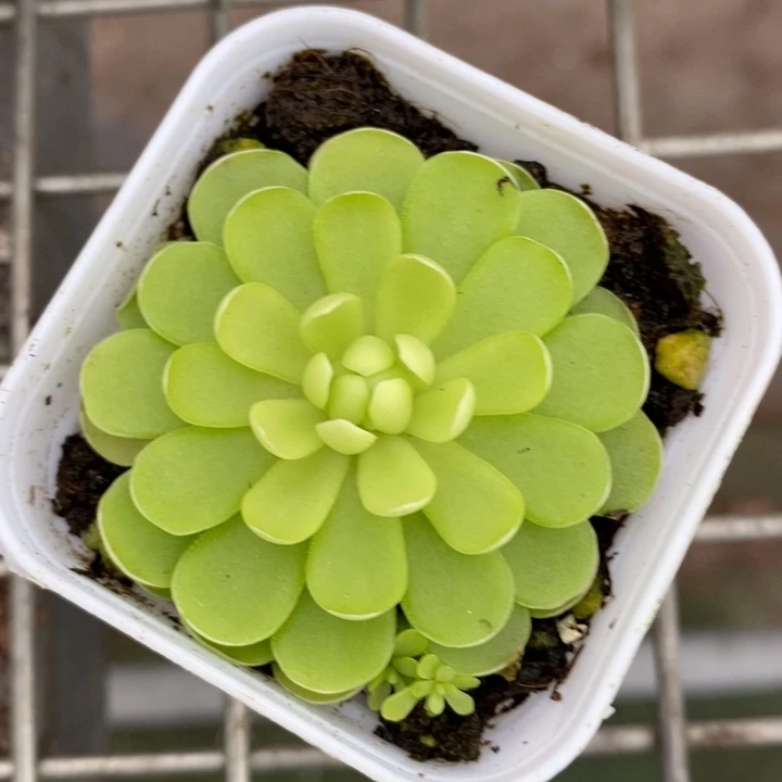 伯克利和格蕾纳等著名音乐家