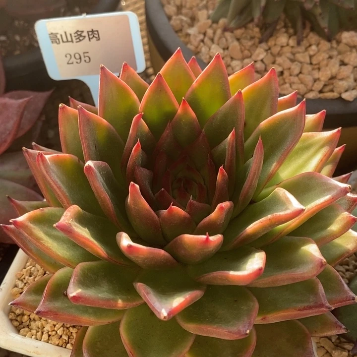 D295- 直播福利 东云