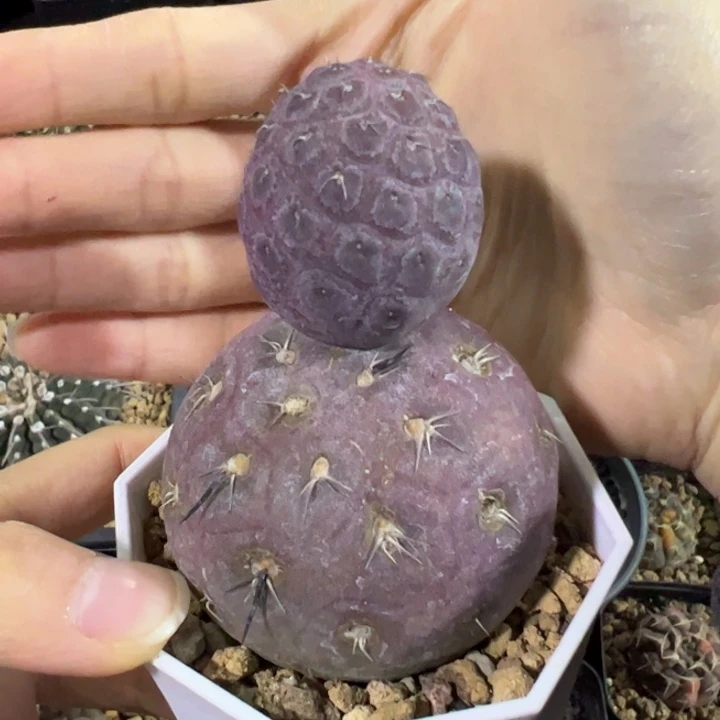 大型紫皮习志野仙人球