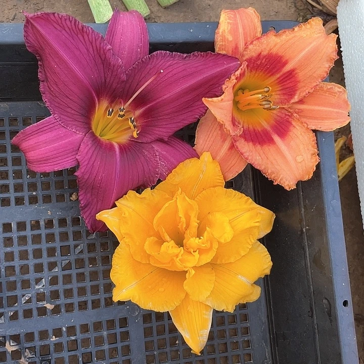 当前无花栽培后可以开花