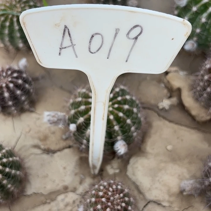 爆*A019,混色W01仙人球