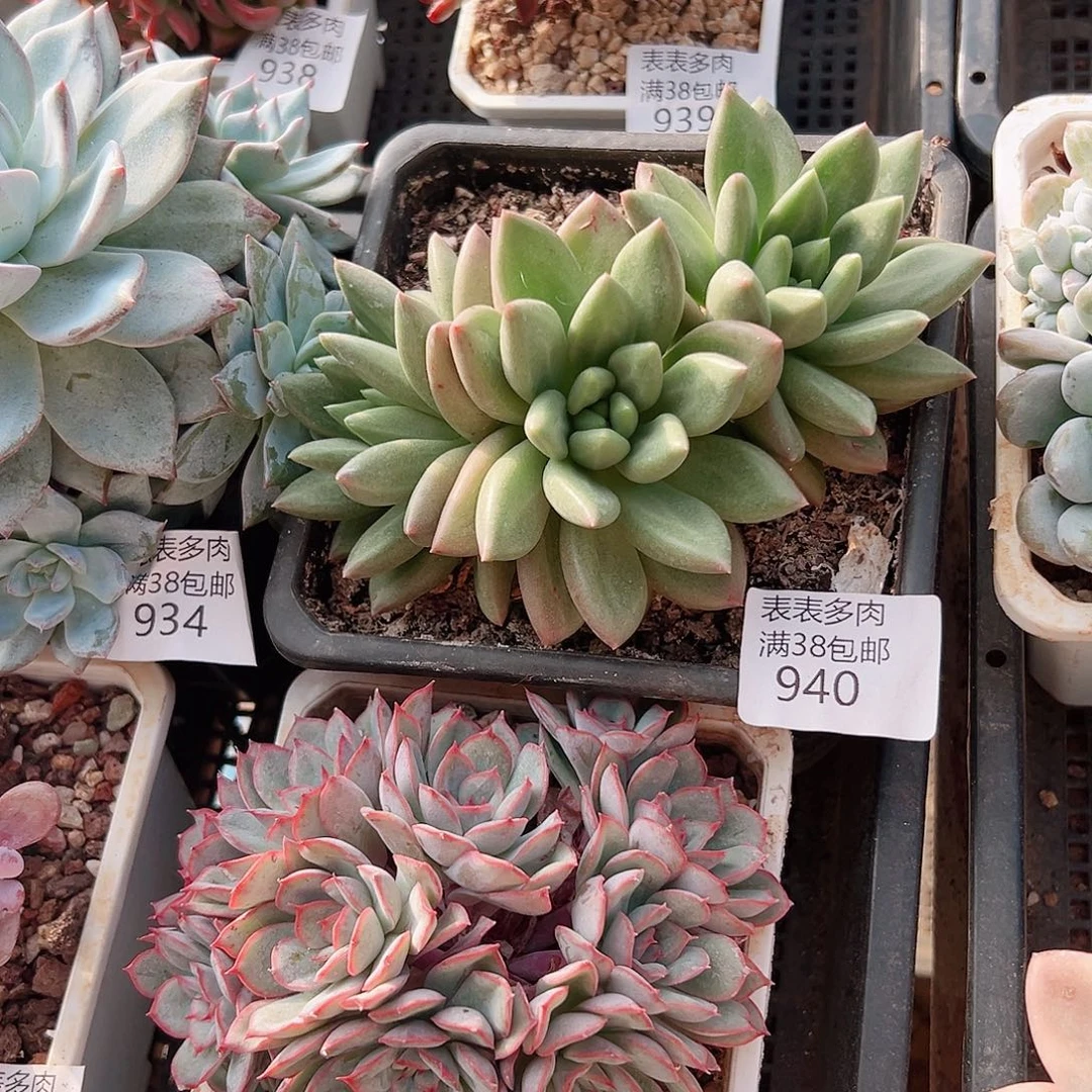 .***J多肉一物一拍植物940