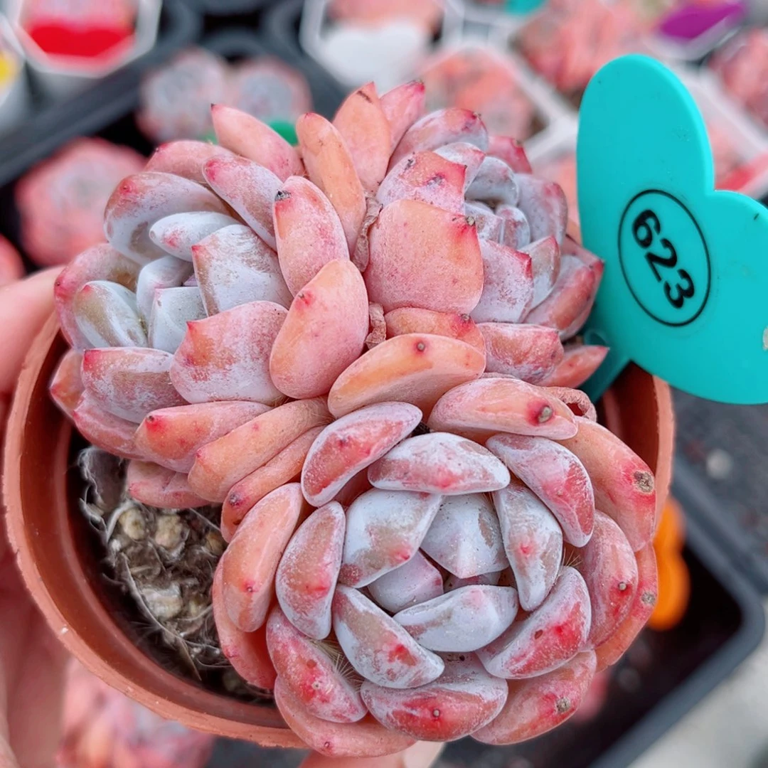 623号小老桩橙梦露群