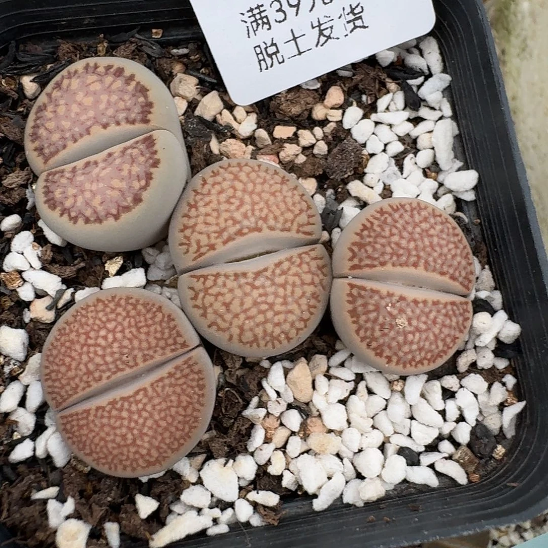 838细线巴里哈哈哈哈哈