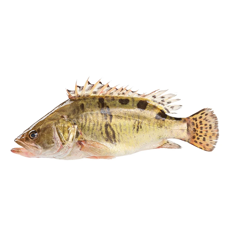 鲜活桂花鱼 刚睡的桂花鱼1只5两左右